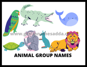 Animal Group Names
