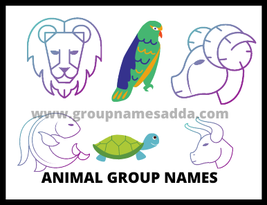 Animal Group Names Best 90+ Group Names - GruopNamesAdda