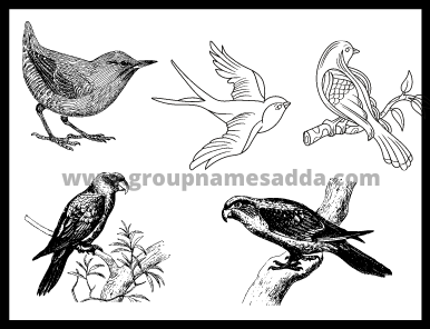 Names For Groups Of Birds (2)